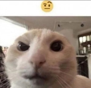 Create meme: memes, cat, meme of cute cat