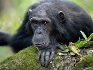 Создать мем: шимпанзе бонобо, карликовый шимпанзе бонобо, обыкновенный шимпанзе