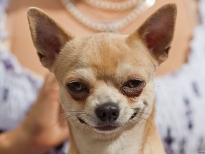 Create meme: Chihuahua care, Chihuahua eats, pictures of Chihuahua