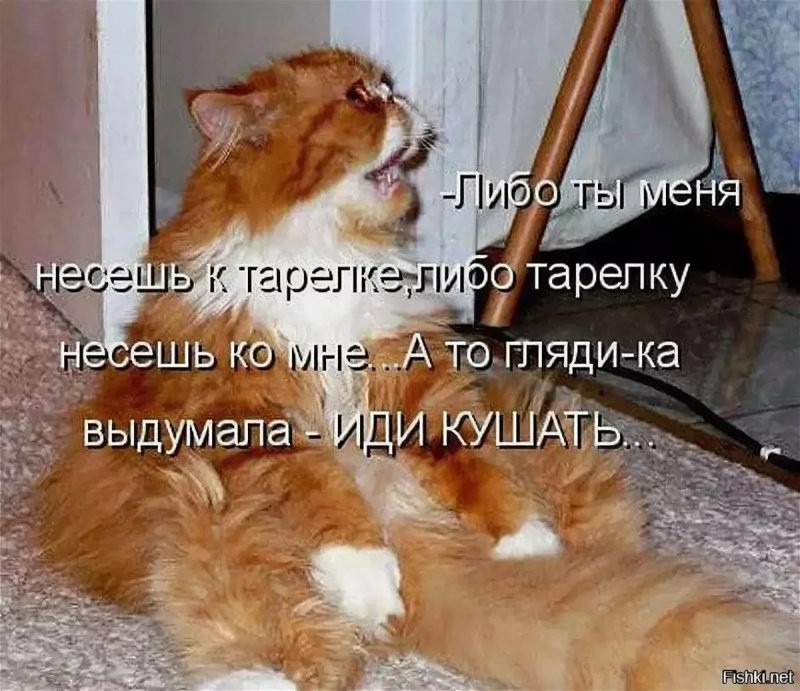 Create meme: jokes with cats with inscriptions, cat go eat, cats with funny inscriptions