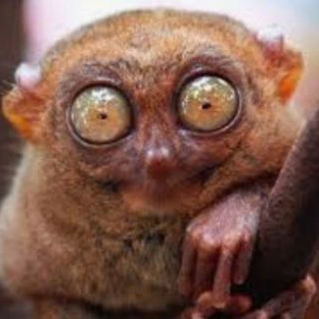 Create meme: animals with bulging eyes, the bug-eyed lemur, Sumatran tarsier
