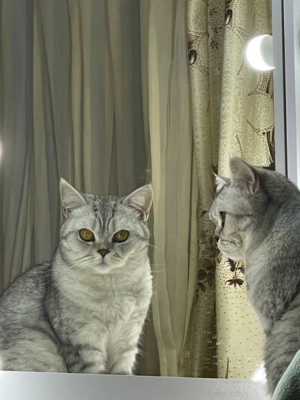 Create meme: the Scottish cat is straight -eared grey, Scottish cats, the scottish straight cat