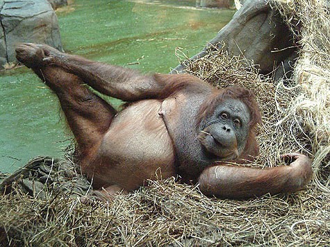 Create meme: Sumatran orangutan, orangutan , female orangutan