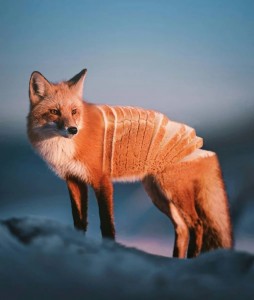 Create meme: Fox, animals Fox, Fox