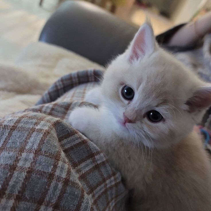 Create meme: cute kittens, british cream kitten, cute cats 