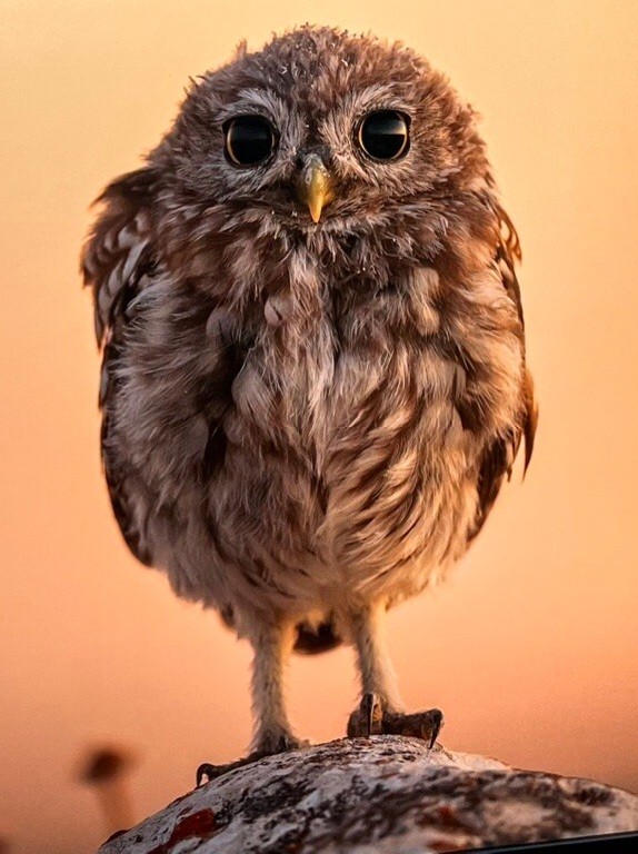 Create meme: bird owl , little owl, owl owl