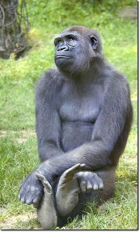 Создать мем: задумчивая обезьяна, большая горилла, горилла