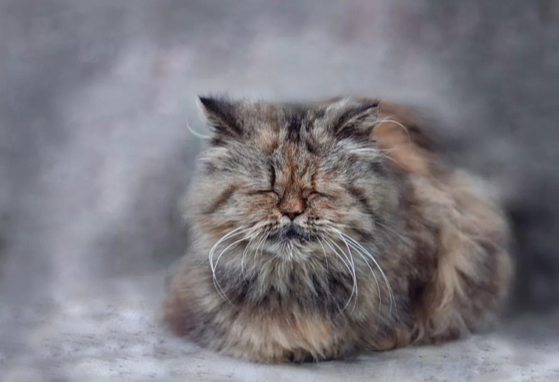 Создать мем: потрепанная кошка, персидская кошка, персидский кот