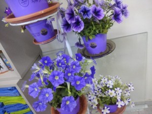 Create meme: flowers in pots, Petunia Petunia "blue ocean", Campanula bicolor Terry