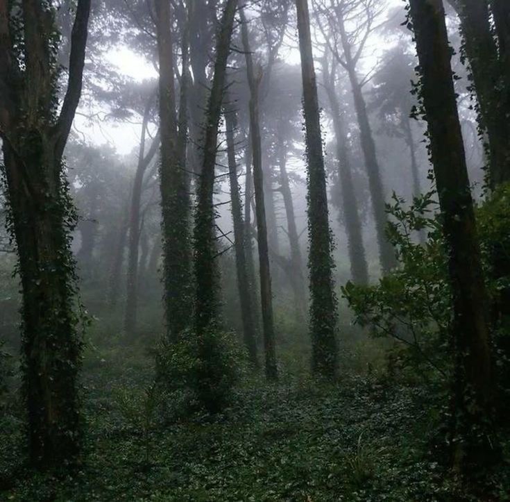 Создать мем: лес мрачный, природа туман, лес лес