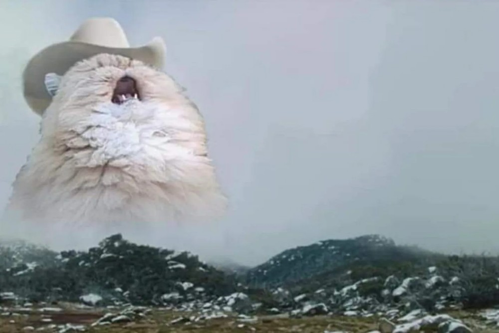 Create meme: the cat shouts in the mountains, the cat shouts in the mountains of meme, screaming cat in the hat