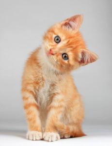 Create meme: red cat, the little orange kitten, ginger kitten