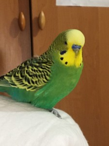 Создать мем: зелёный волнистый попугай мальчик, волнистый попугайчик самка, зелёный волнистый попугай