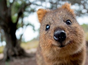 Create meme: quokka an animal