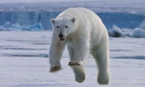 Создать мем: полярный медведь, белый медведь 1.5, белый медведь ошкуй