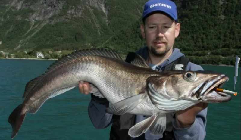 Create meme: fishing for walleye , fishing norway cod, merlusa fish