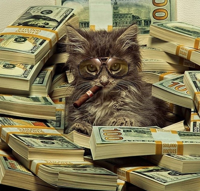 Create meme: money , cash cat, cat money