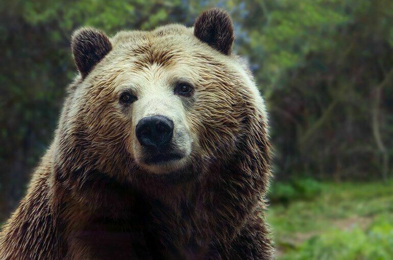 Create meme: Kamchatka brown bear , brown bear face, brown bear brown bears