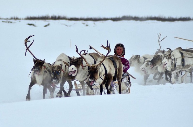 Create meme: reindeer in harness, reindeer sleds of koryaks, indigenous peoples of the north