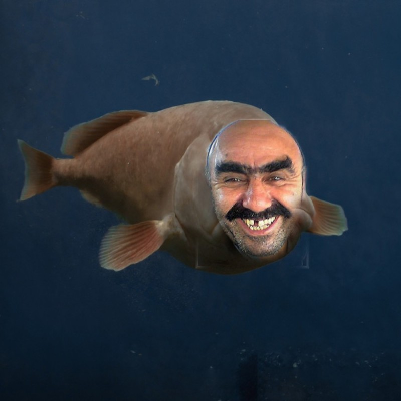 Create meme: fish drop , funny fish, the saddest fish