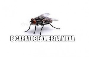 Создать мем: муха обыкновенная, нажми на муху, большая муха