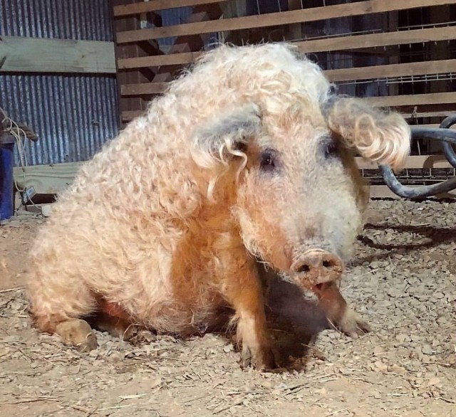 Create meme: breed of pigs hungarian mangalica, mangalitsa is a breed of pig, Hungarian mangalica