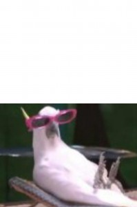 Create meme: animals funny, Animal, parrot glasses