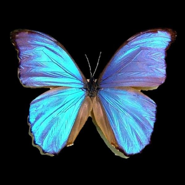 Create meme: blue butterfly, morpho butterfly, butterfly blue morpho