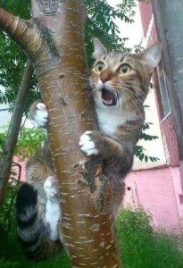 Create meme: cat funny, a cat in a tree, cat