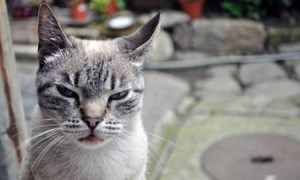 Создать мем: адский кот, grumpy cat, kediler