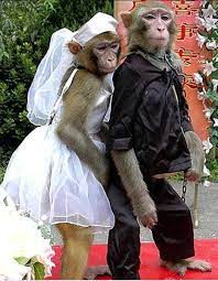 Создать мем: прикольные обезьянки, обезьяна смешная, обезьянки в свадебных нарядах