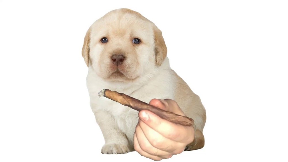 Создать мем: лабрадор ретривер щенки, щенок с рукой мем, лабрадор щенок