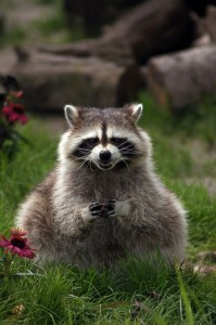 Create meme: raccoons, raccoon gargle, evil raccoon a gargle