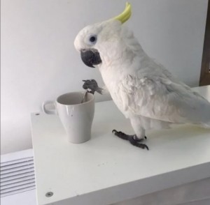 Create meme: parrot cockatoo