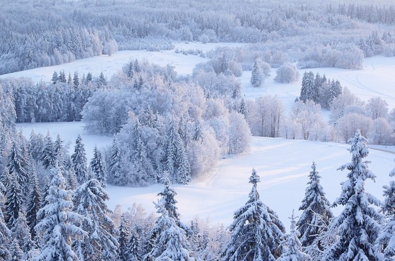 Создать мем: красивые пейзажи зимние, лес снег, зима