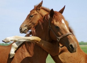 Create meme: the love of horses, horse, horse horse