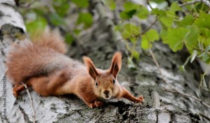 Create meme: rabid squirrel, protein, red squirrel