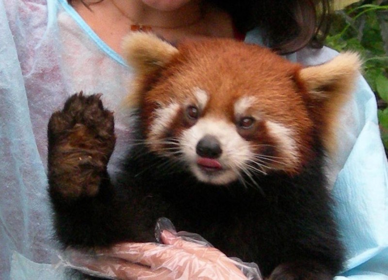 Создать мем: малая панда, животное красная панда, рыжая панда