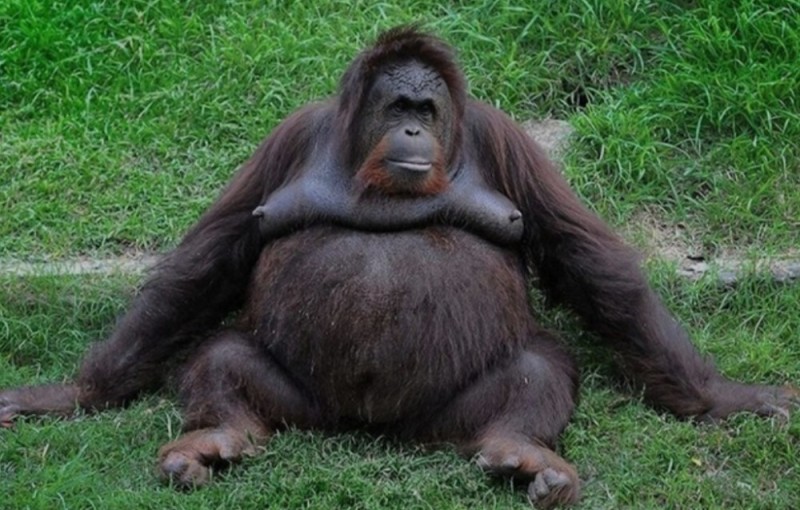 Create meme: the orangutan is funny, fat orangutan, female orangutan