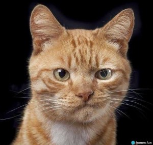 Create meme: cat face, cunning cat, doubters cat picture