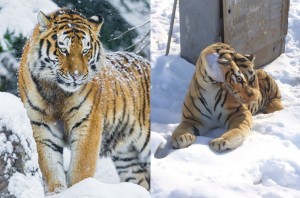 Create meme: tiger in winter, Siberian tiger, the Amur tiger