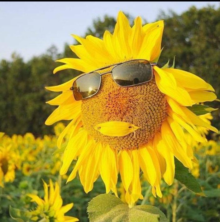 Create meme: creative with sunflowers, precipitation, sunflowers happiness