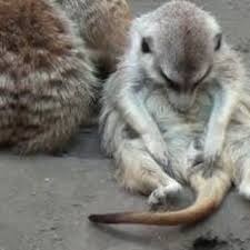 Create meme: meerkat , funny meerkats, meerkats Leningrad Zoo