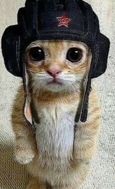 Создать мем: кот в шапке, котик в кепке, кот в шлеме