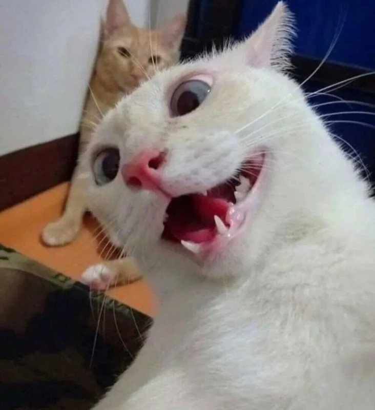 Create meme: carbon monoxide cat, carbon cats, hilarious cats