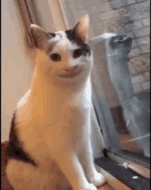 Создать мем: кот с улыбкой, каракал мем, кот с человеческой улыбкой