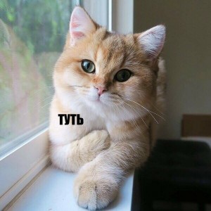 Create meme: cat, tut meme cat, tut