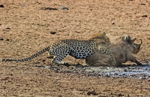 Создать мем: бородавочник и леопард, леопард охотится на антилопу, леопард гиена и бородавочник