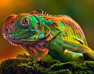 Create meme: chameleon, photo of a chameleon which changes color, iguana