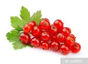 Create meme: red currant berries, photo of currants on white background, different currant on white background